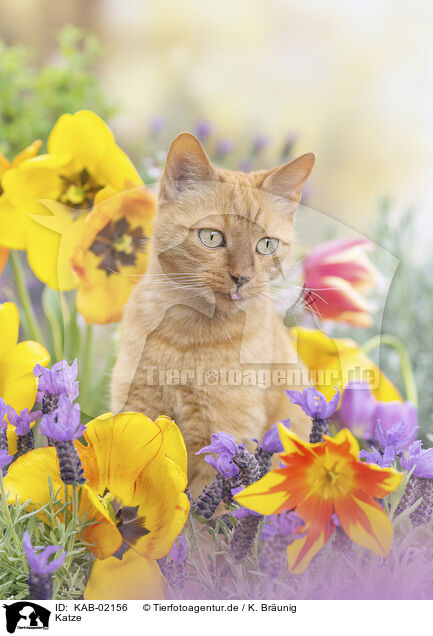Katze / cat / KAB-02156