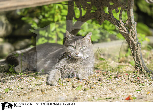 Katze / cat / KAB-02162
