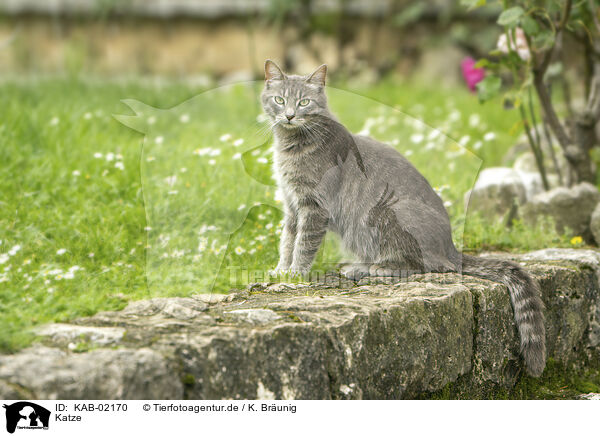 Katze / cat / KAB-02170