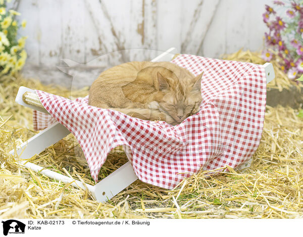 Katze / cat / KAB-02173