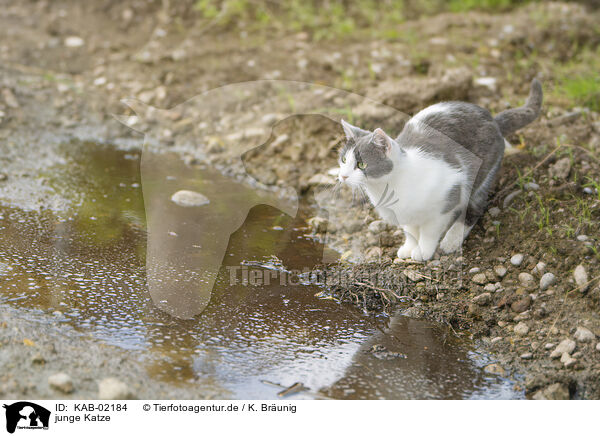 junge Katze / young cat / KAB-02184