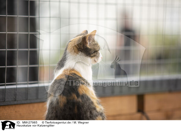 Hauskatze vor Katzengitter / MW-27985