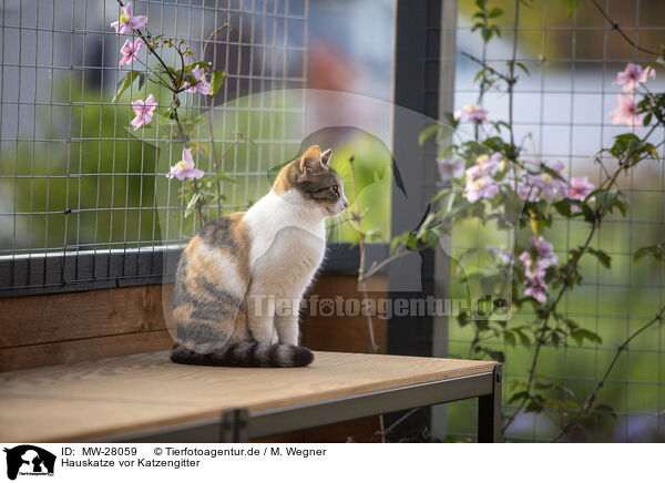 Hauskatze vor Katzengitter / MW-28059