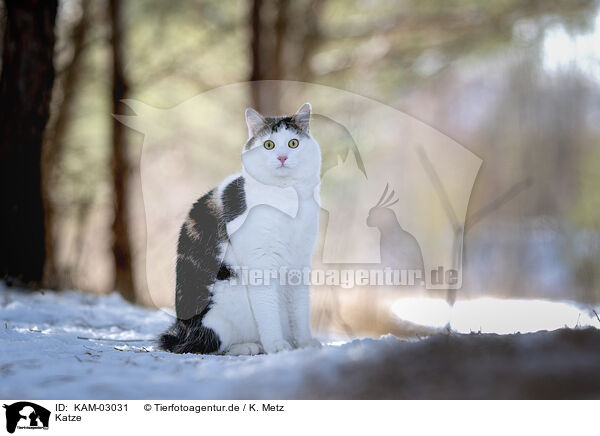 Katze / KAM-03031