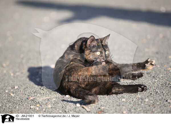 Hauskatze / doemstic cat / JM-21901