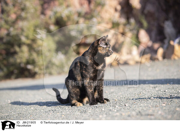 Hauskatze / doemstic cat / JM-21905