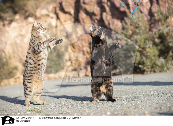 Hauskatze / doemstic cat / JM-21911
