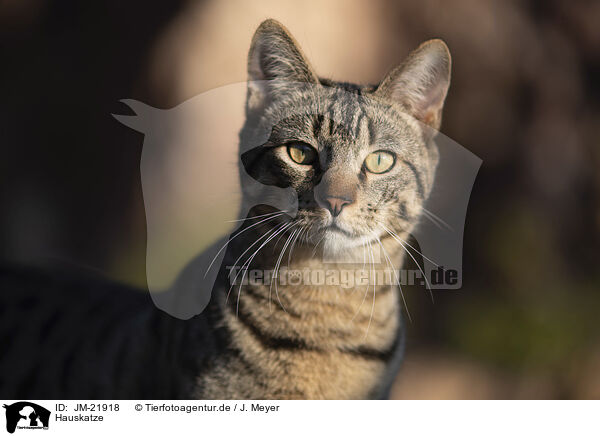 Hauskatze / doemstic cat / JM-21918