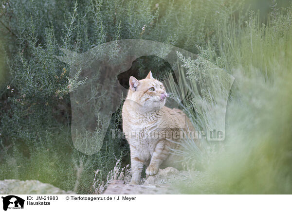 Hauskatze / JM-21983