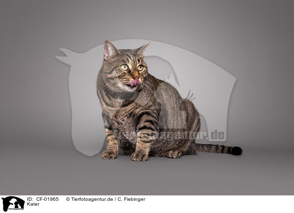 Kater / tomcat / CF-01965