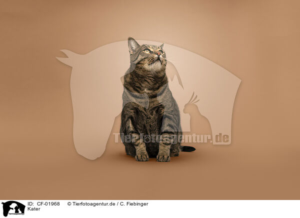 Kater / tomcat / CF-01968