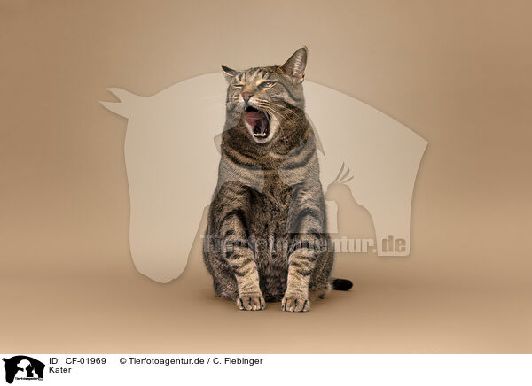 Kater / CF-01969