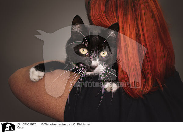 Kater / tomcat / CF-01970