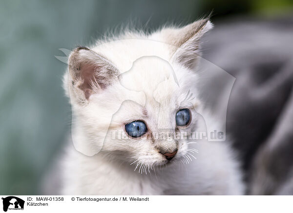 Ktzchen / kitten / MAW-01358