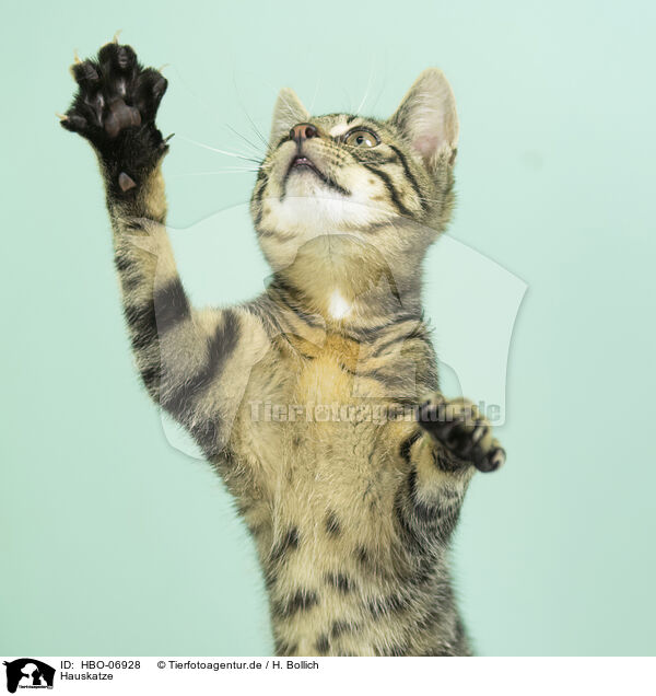 Hauskatze / domestic cat / HBO-06928