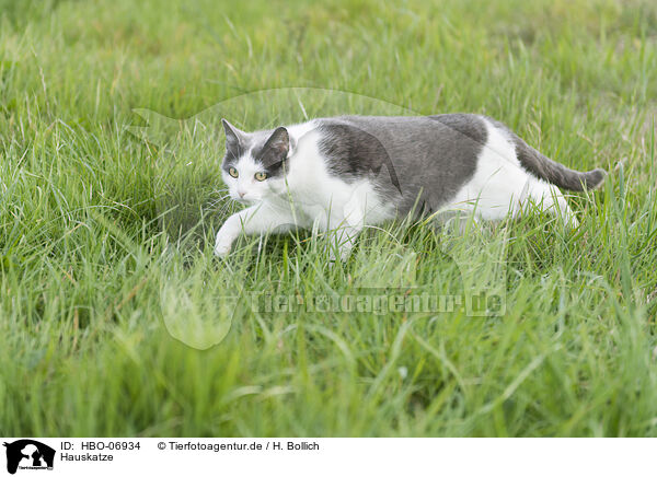 Hauskatze / domestic cat / HBO-06934