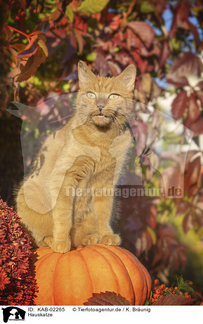Hauskatze / domestic cat / KAB-02265