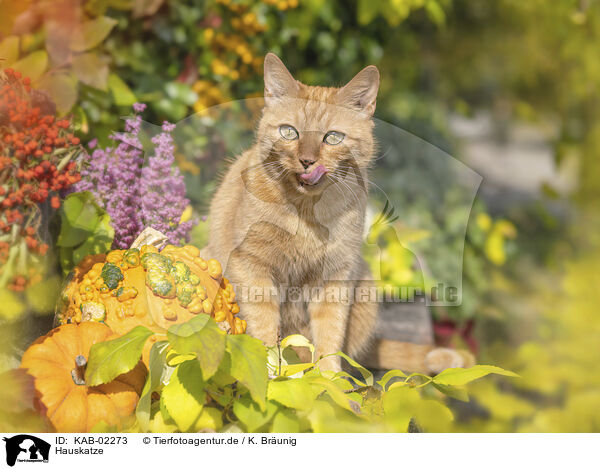 Hauskatze / KAB-02273