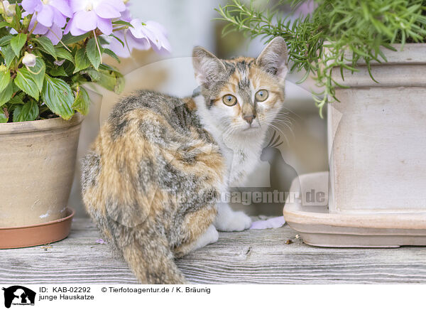 junge Hauskatze / young cat / KAB-02292
