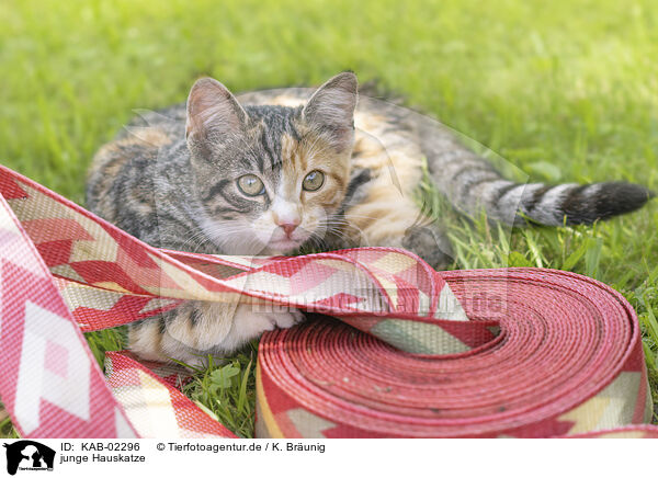 junge Hauskatze / young cat / KAB-02296