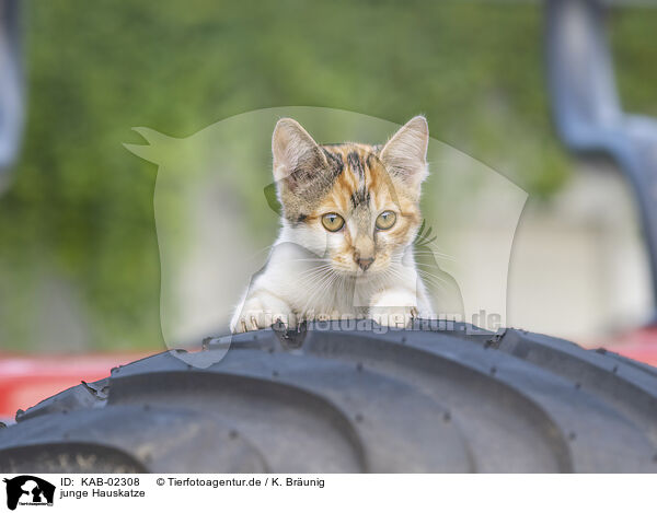 junge Hauskatze / young cat / KAB-02308