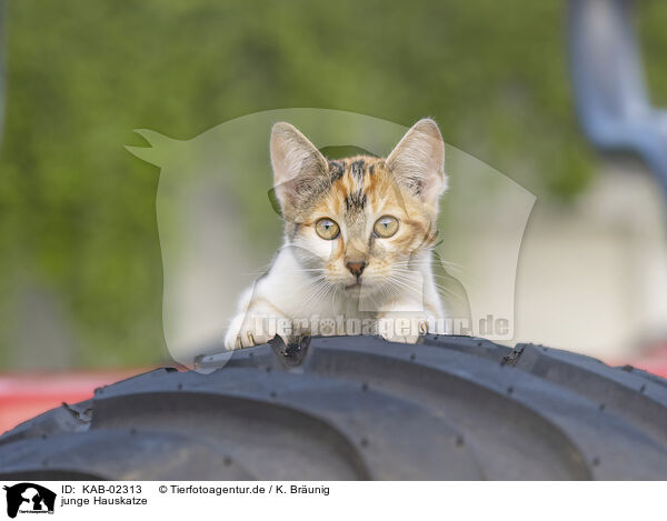 junge Hauskatze / young cat / KAB-02313