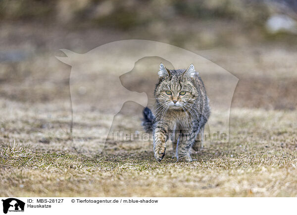 Hauskatze / domestic cat / MBS-28127