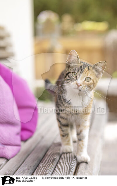 Hausktzchen / young domestic cat / KAB-02388