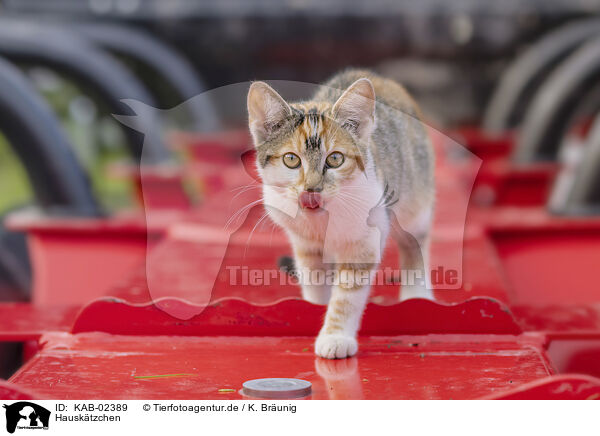 Hausktzchen / young domestic cat / KAB-02389