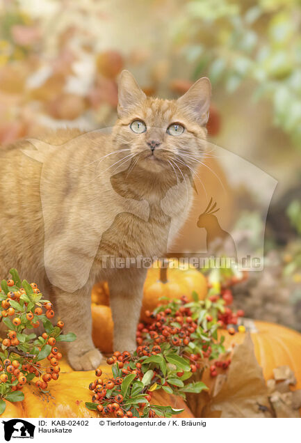 Hauskatze / domestic cat / KAB-02402