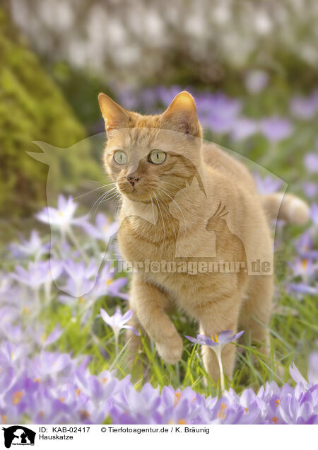 Hauskatze / domestic cat / KAB-02417