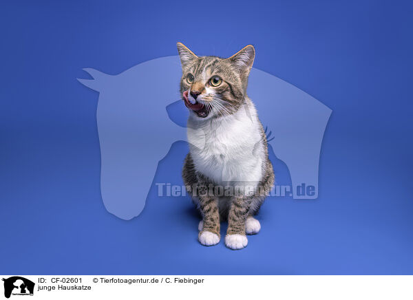 junge Hauskatze / young cat / CF-02601