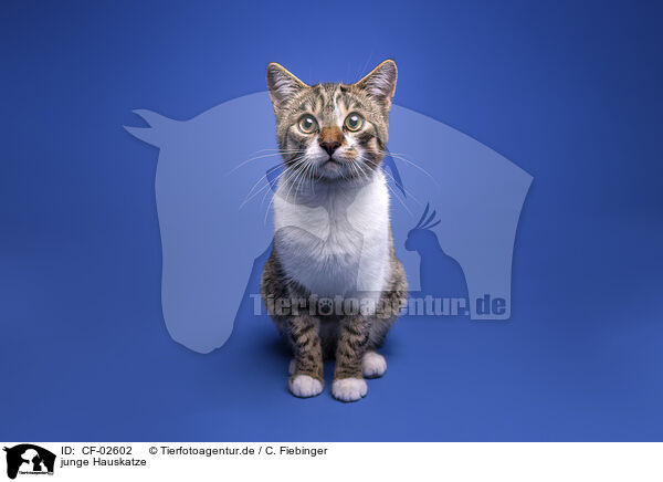 junge Hauskatze / young cat / CF-02602