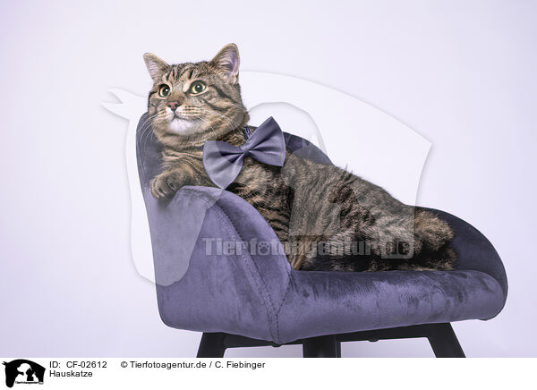 Hauskatze / CF-02612