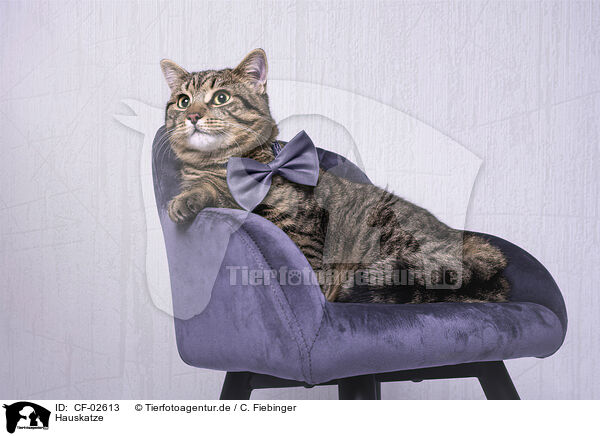 Hauskatze / CF-02613
