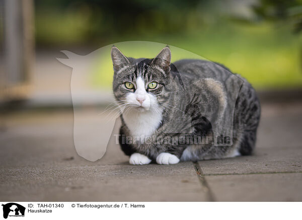 Hauskatze / domestic cat / TAH-01340