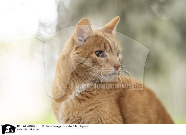 rote Hauskatze / AH-08923
