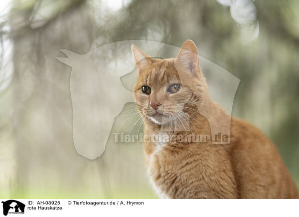 rote Hauskatze / ginger cat / AH-08925