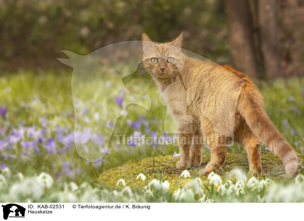 Hauskatze / domestic cat / KAB-02531