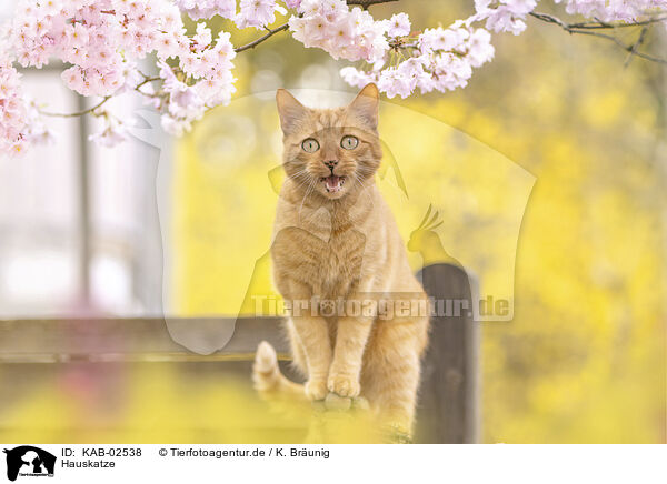 Hauskatze / domestic cat / KAB-02538