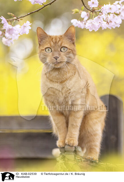 Hauskatze / domestic cat / KAB-02539