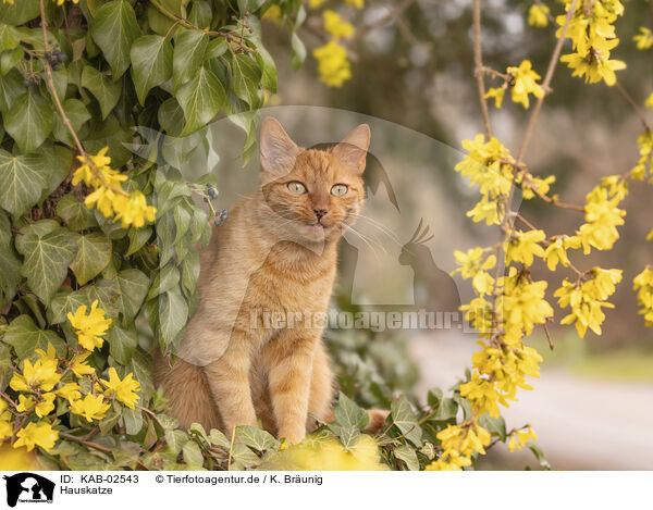 Hauskatze / domestic cat / KAB-02543