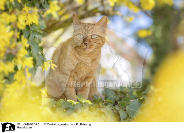 Hauskatze / domestic cat / KAB-02545