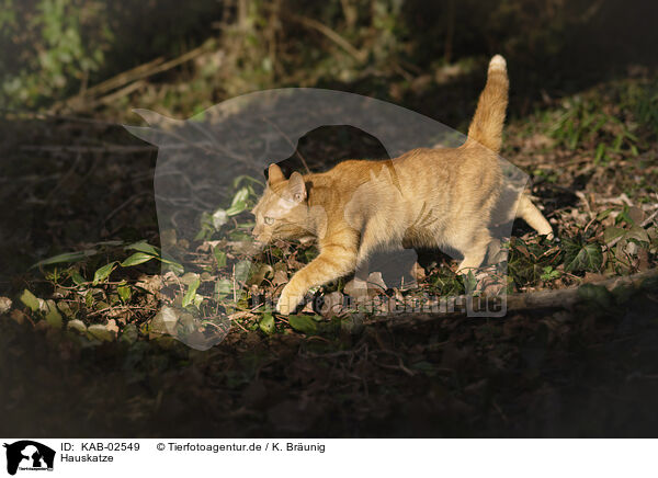 Hauskatze / domestic cat / KAB-02549