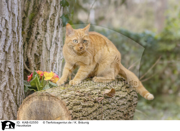Hauskatze / KAB-02550