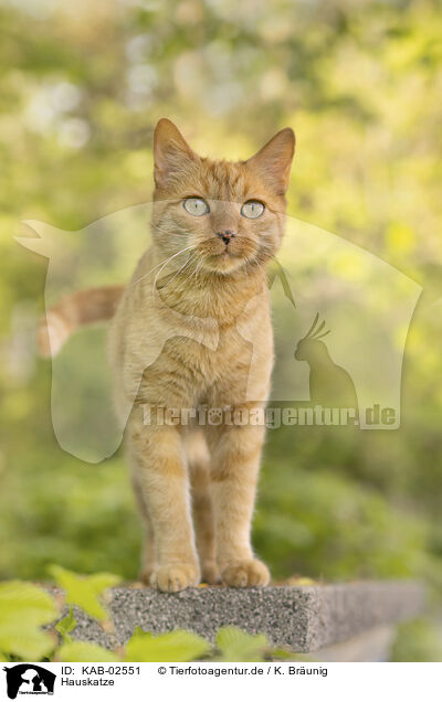 Hauskatze / KAB-02551