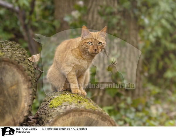 Hauskatze / KAB-02552