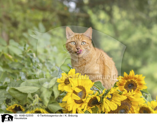 Hauskatze / KAB-02555