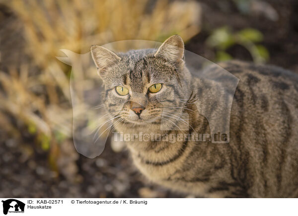 Hauskatze / domestic cat / KAB-02571