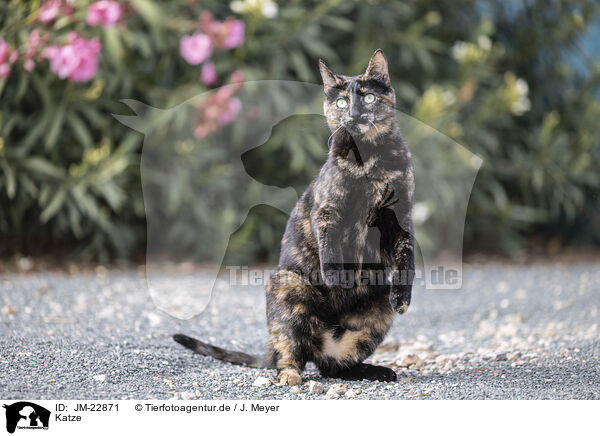 Katze / cat / JM-22871